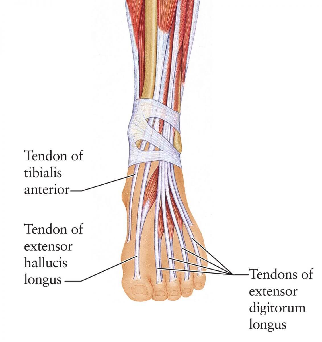 Extensor Hallucis Longus Model