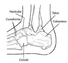 labeled tarsals