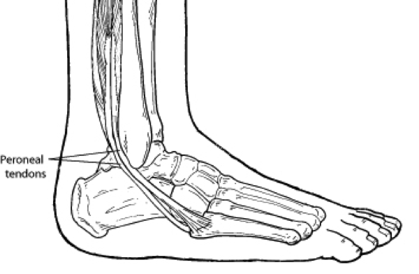 peroneal tendons